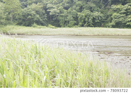 Fresh green dazzling spring of Koajiro no Mori in the unexplored region of Miura City, Kanagawa Prefecture, on the Shonan Miura Peninsula 78093722