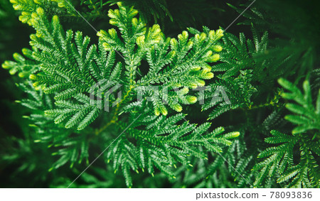 Natural Leaf Texture Background. Closeup of Green Juniper Chinensis Leaf. Top View Natural Leaf Texture Background. Closeup of Green Juniper Chinensis Leaf. Top View 78093836