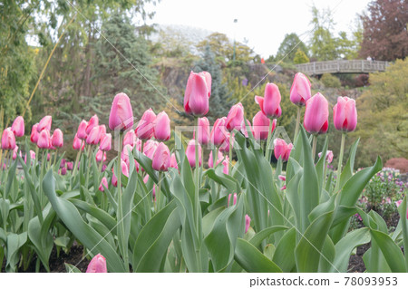 溫哥華伊麗莎白女王公園的鬱金香和日本花園橋 溫哥華伊麗莎白女王公園的鬱金香和日本花園橋 78093953