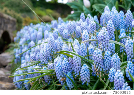 Muscari blooming in Queen Elizabeth Park in Vancouver Muscari blooming in Queen Elizabeth Park in Vancouver 78093955