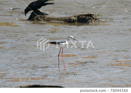 Black-winged stilt at the mouth of the Tama River 78094388