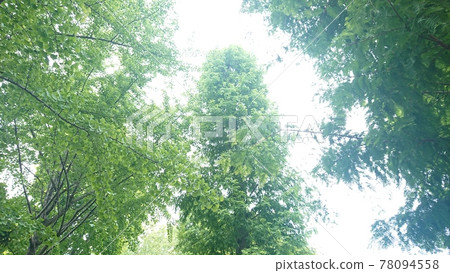 公園裡的灌木叢 公園裡的灌木叢 78094558