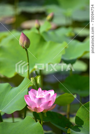 沖繩那霸新都心公園盛開的蓮花 沖繩那霸新都心公園盛開的蓮花 78094754