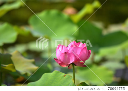 沖繩那霸新都心公園盛開的蓮花 沖繩那霸新都心公園盛開的蓮花 78094755