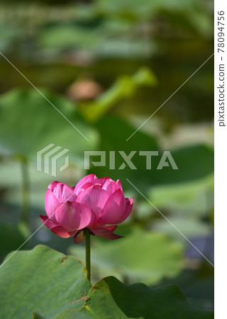 沖繩那霸新都心公園盛開的蓮花 沖繩那霸新都心公園盛開的蓮花 78094756