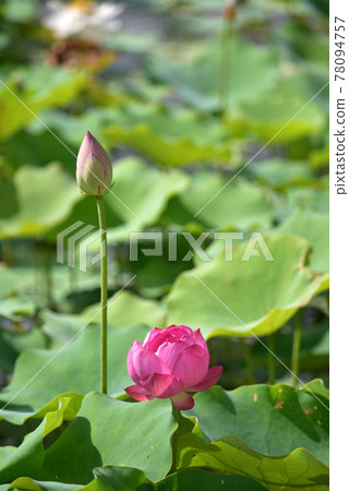 沖繩那霸新都心公園盛開的蓮花 沖繩那霸新都心公園盛開的蓮花 78094757