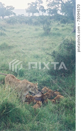 Lion's parent and child meal time Kenya Masai Mara Safari Tour 78094870
