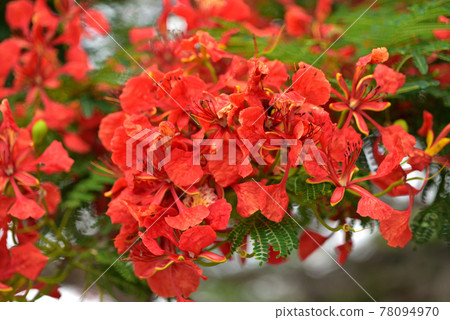 Royal poinciana flowers blooming on the sidewalk of Naha, Okinawa Royal poinciana flowers blooming on the sidewalk of Naha, Okinawa 78094970