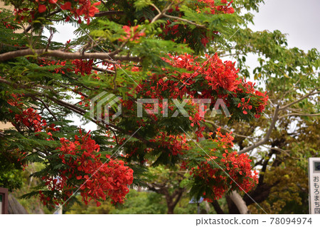 Royal poinciana flowers blooming on the sidewalk of Naha, Okinawa Royal poinciana flowers blooming on the sidewalk of Naha, Okinawa 78094974