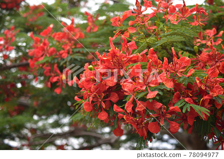 Royal poinciana flowers blooming on the sidewalk of Naha, Okinawa Royal poinciana flowers blooming on the sidewalk of Naha, Okinawa 78094977