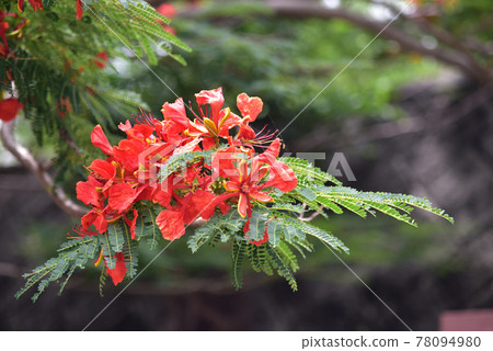 Royal poinciana flowers blooming on the sidewalk of Naha, Okinawa Royal poinciana flowers blooming on the sidewalk of Naha, Okinawa 78094980