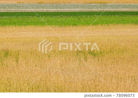 [Rural] Early summer wheat autumn wheat field wheat fruit 78096073