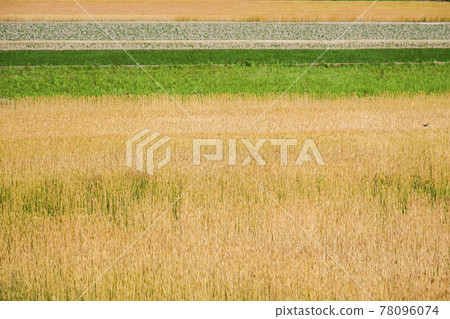 【農村】初夏麥秋麥田麥果 78096074