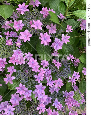 花繡球花 78096199