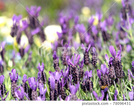 Lavender flowers Lavender flowers 78096431
