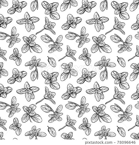 Basil Seamless Pattern. Italian herbs.A sprig of marjoram. Basil is a fragrant and fragrant seasoning. Hand-drawn illustration 78096646