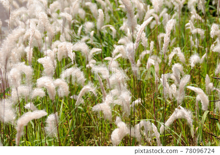 Chigaya's fluff Chigaya's fluff 78096724