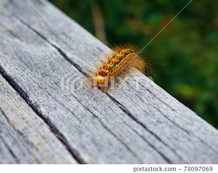 Gypsy moth crawling on wood Gypsy moth crawling on wood 78097069