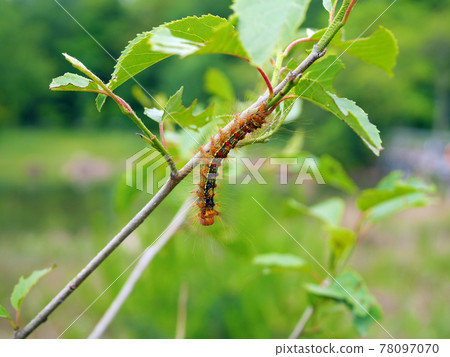 Gypsy moth moving branches Gypsy moth moving branches 78097070