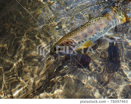 Mountain stream fish that showed up to anglers Mountain stream fish that showed up to anglers 78097463