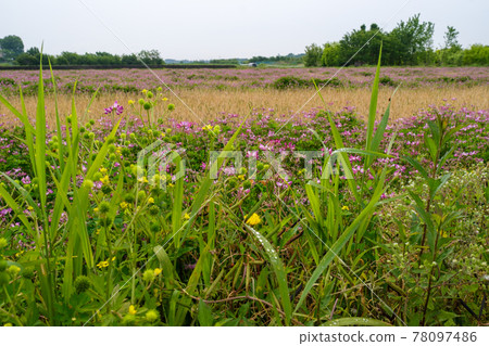 Drops of astragalus field Drops of astragalus field 78097486
