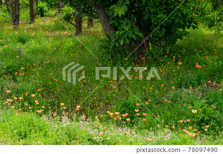 Papaver dubium petals Papaver dubium petals 78097490