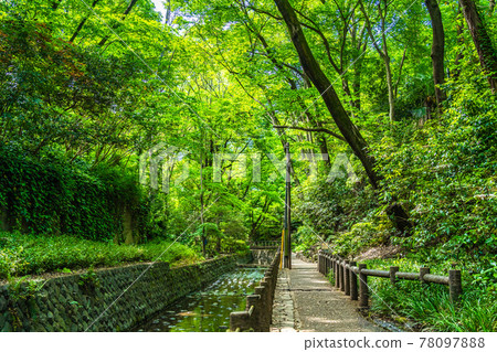 Cityscape of Tokyo Scenery around Todoroki Ravine 78097888