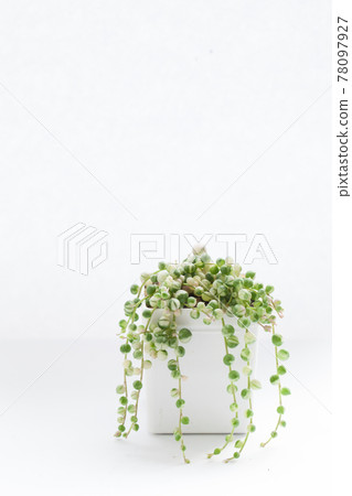 Senecio rowleyanus variegated succulent plant on white background 78097927