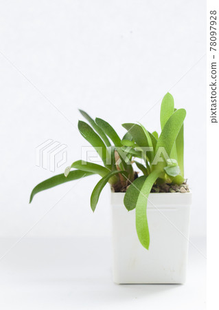 Gasteria succulent houseplants on white background Gasteria succulent houseplants on white background 78097928