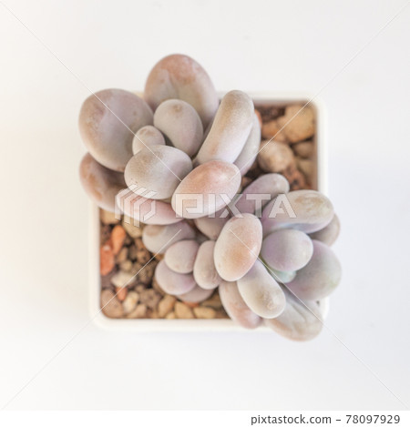 Succulent pachyphytum oviferum on white, top view 78097929