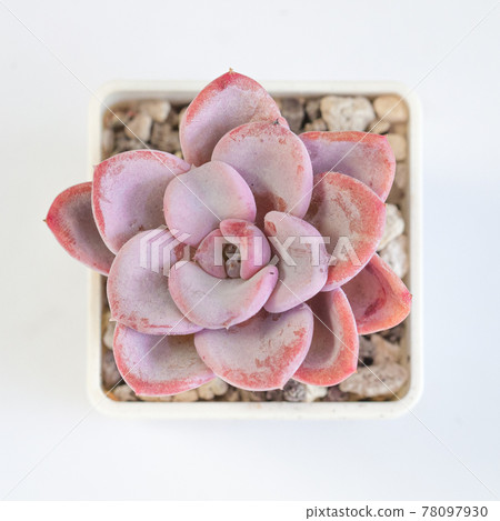 Echeveria Orpet succulent plant on white, top view Echeveria Orpet succulent plant on white, top view 78097930