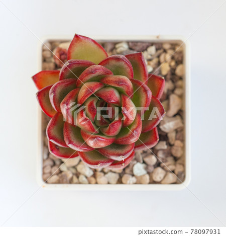 Echeveria Rubra succulent plant on white, top view Echeveria Rubra succulent plant on white, top view 78097931