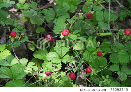 Hebichigo (snake strawberry) 78098249