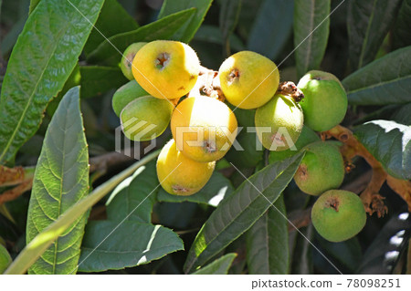 枇杷的果實 78098251