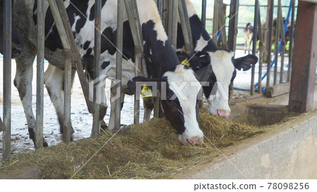 Local countryside dairy cows farming, animal stall natural environment agriculture. Animal in business industry. Local countryside dairy cows farming, animal stall natural environment agriculture. Animal in business industry. 78098256