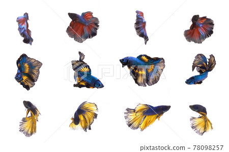 Set of betta fish, siamese fighting fish isolated on white background in Thailand. Animal in water. Set of betta fish, siamese fighting fish isolated on white background in Thailand. Animal in water. 78098257