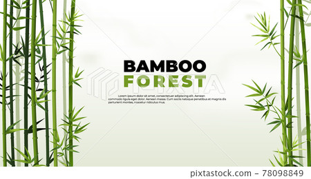 Bamboo forest banner. East Asian tropical plants background. Tree border elements and leaves. Straight trunks and foliage. Vector Japanese or Chinese poster with lettering and copy space 78098849