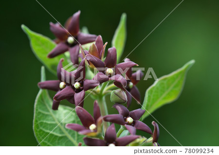 Flower of Vincetoxicum atratum 78099234