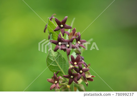 Vincetoxicum atratum 花 Vincetoxicum atratum 花 78099237