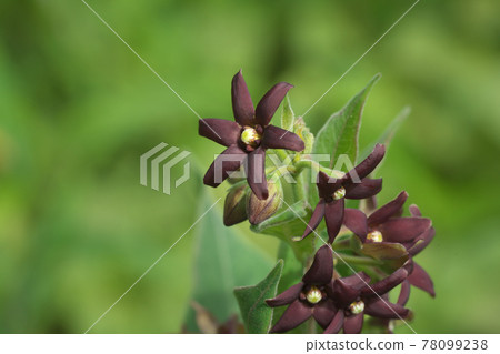 Vincetoxicum atratum 花 Vincetoxicum atratum 花 78099238
