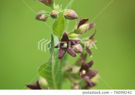 Vincetoxicum atratum 花 Vincetoxicum atratum 花 78099242