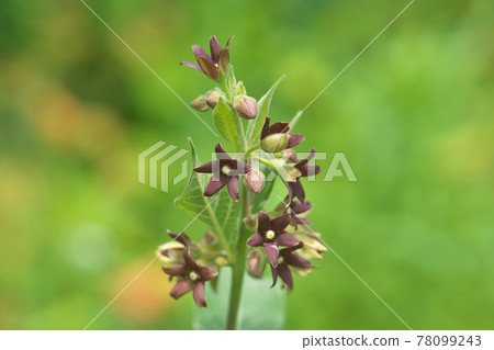 Flower of Vincetoxicum atratum 78099243