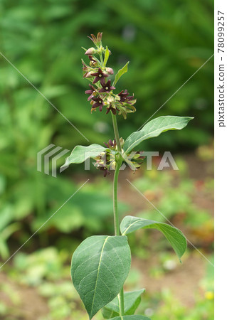 Vincetoxicum atratum 花 Vincetoxicum atratum 花 78099257