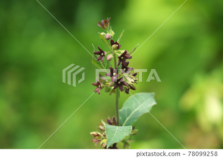 Vincetoxicum atratum 花 78099258