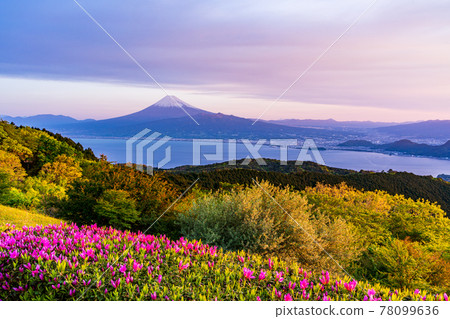 (Shizuoka Prefecture) Mt. Fuji over Suruga Bay, seen from the Tatsumayama Kogen Rest House in the early morning 78099636