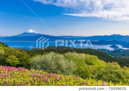 (靜岡縣)清晨從達摩山高原休息所看到的駿河灣上的富士山 (靜岡縣)清晨從達摩山高原休息所看到的駿河灣上的富士山 78099639