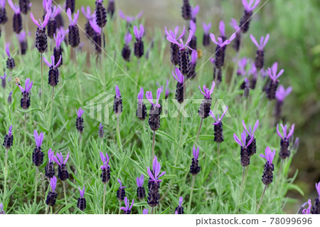 French Lavender French Lavender 78099696