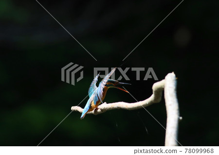 《橫濱四季之森》翠鳥扇動翅膀呼喚朋友 《橫濱四季之森》翠鳥扇動翅膀呼喚朋友 78099968