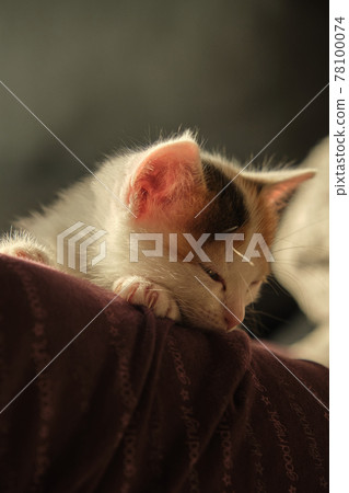 beautiful tricolor little pet kitten beautiful tricolor little pet kitten 78100074