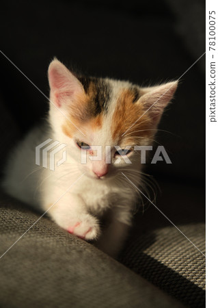 beautiful tricolor little pet kitten beautiful tricolor little pet kitten 78100075